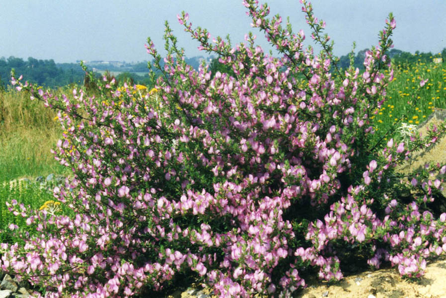 Ononis spinosa photo